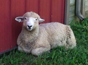 Ram Lamb @ 5 Months 