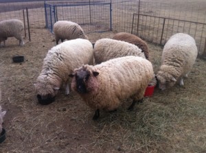 Ewes in Full Fleece