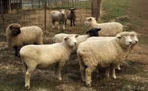 Breeding Ewes 